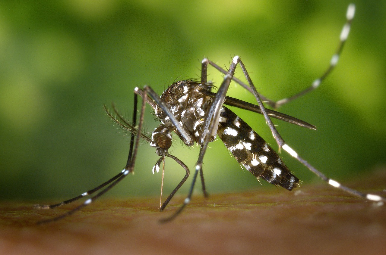 How to Stop Mosquito Bites from Itching